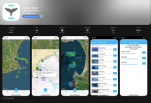 WHALE ALERT APP!